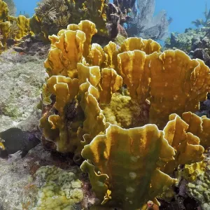 Coarsely structured underwater reef with striking yellow corals