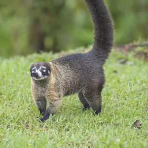Coati (Nasua narica), Costa Rica, Central America
