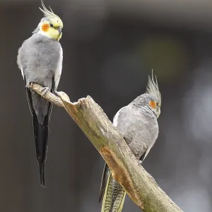 Cockatiel (Nymphicus hollandicus) sitting on a branch Cockatiel (Nymphicus hollandicus) sitting on a branch