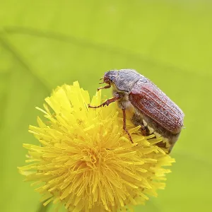 Cockchafer, field cockchafer (Melolontha melolontha)