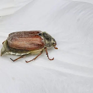Cockchafer, field cockchafer (Melolontha melolontha)