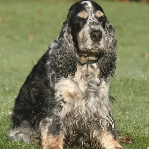 Cocker Spaniel (blue and white) sitting in a meadow