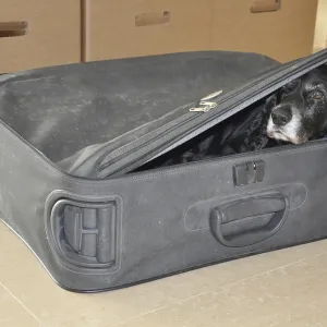 Cocker spaniel Dog Hiding in a Suitcase