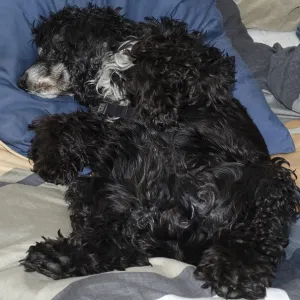 Cocker Spaniel Dog Sleeping in the Bed Cocker Spaniel Dog Sleeping in the Bed