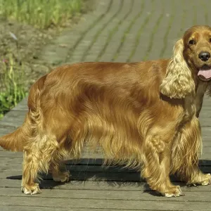 Cocker Spaniel, English Cocker Spaniel