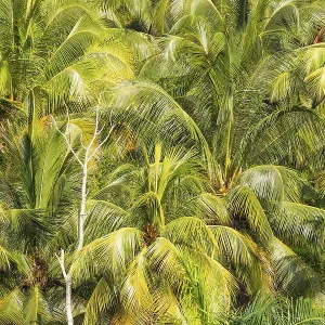 Coconut palm (Cocos nucifera) near Baracoa