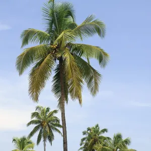Coconut trees Baga Beach Goa Maharashtra India Asia September 2010 Coconut trees Baga Beach Goa Maharashtra India Asia September 2010