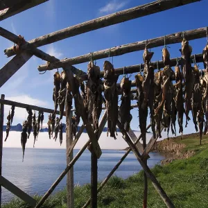 Cod hung to dry, Kangerluk, Greenland Cod hung to dry, Kangerluk, Greenland