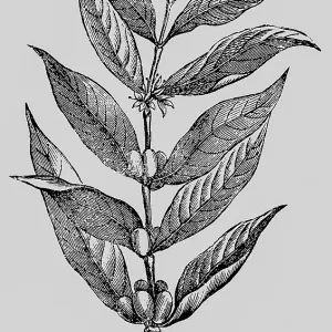 Two of the coffee arabica (Coffea arabica) plant with inflorescence