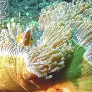 Collar Anemonefish in Swaying Anemone Print Collar Anemonefish in Swaying Anemone Print