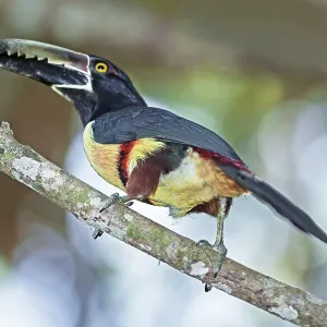Collared Aracari (Pteroglossus torquatus)