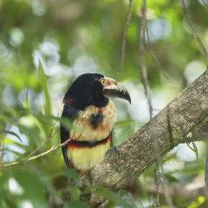 Collared Aracari (Pteroglossus torquatus)
