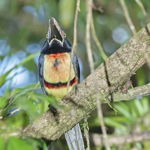 Collared Aracari (Pteroglossus torquatus) perched on tree