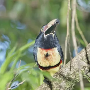 Collared Aracari (Pteroglossus torquatus) perched on tree