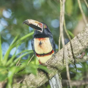 Collared Aracari (Pteroglossus torquatus) perched on tree
