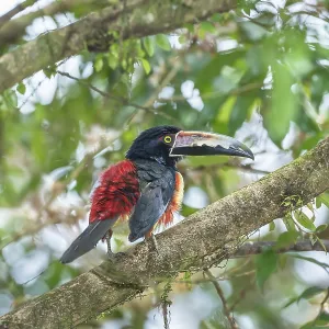 Collared Aracari (Pteroglossus torquatus) perched on tree