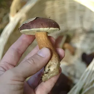 Collecting mushrooms in the forest Collecting mushrooms in the forest