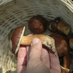 Collecting mushrooms in the forest Collecting mushrooms in the forest