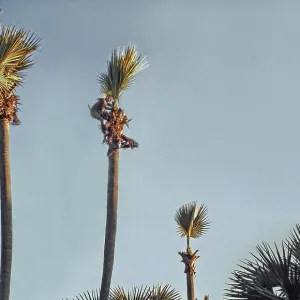 Collecting Toddy palm wine, honey palm Collecting Toddy palm wine, honey palm