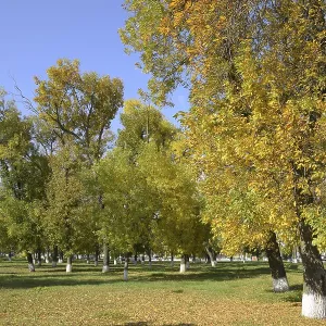 Collection of Beautiful Colorful Autumn Leaves Collection of Beautiful Colorful Autumn Leaves