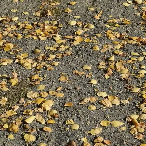 Collection of Beautiful Colorful Autumn Leaves Collection of Beautiful Colorful Autumn Leaves
