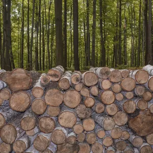 Una colección de troncos ordenadamente apilados en primer plano frente a un fondo de bosque verde y denso.