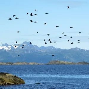 Colony of cormorants Phalacrocorax carbo while flying Lofoten Norway Colony of cormorants Phalacrocorax carbo while flying Lofoten Norway
