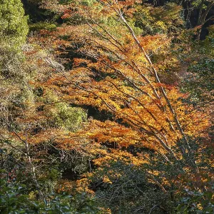 Colorful autumn trees in the forest