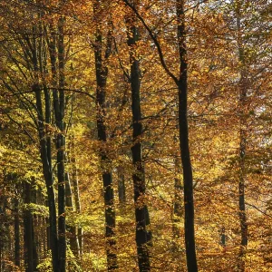 Colorful beech forest in autumn in Sankt Olof