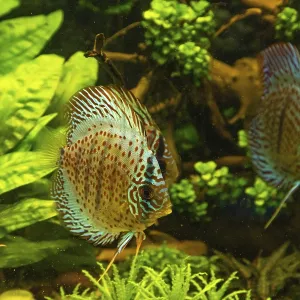 Colorful Discus fish floating in the aquarium with decorative water plants background