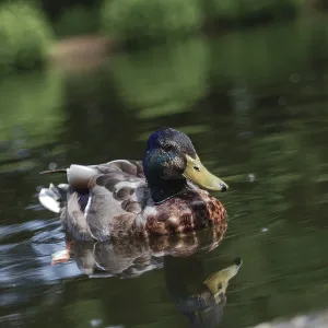 A colorful drake swims on a pond in Dusseldorf A colorful drake swims on a pond in Dusseldorf