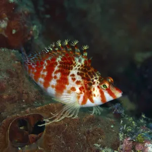 A colorful fish with red stripes A colorful fish with red stripes