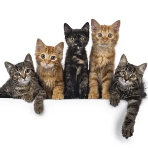 Colorful House Cat Kittens Print