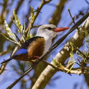 A colorful kingfisher with a distinctive red beak sits attentively on a cable A colorful kingfisher with a distinctive red beak sits attentively on a cable