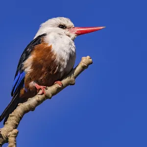 A colorful kingfisher of the species gray-headed kingfisher sits wild on a branch on the island of Santiago A colorful kingfisher of the species gray-headed kingfisher sits wild on a branch on the island of Santiago