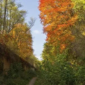 Colorful leaves on the trees against the blue sky autumn forest Colorful leaves on the trees against the blue sky autumn forest