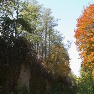 Colorful leaves on the trees against the blue sky autumn forest Colorful leaves on the trees against the blue sky autumn forest