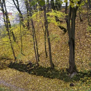 Colorful leaves on the trees against the blue sky autumn forest Colorful leaves on the trees against the blue sky autumn forest