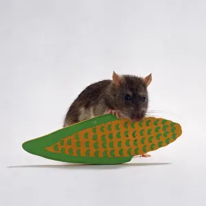 Colour rat with rodent toy, indoor, studio