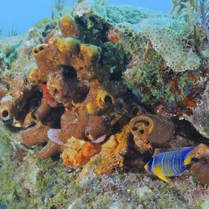 A colourful assemblage of corals and sea sponge