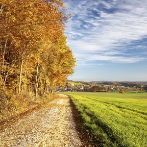 Colourful autumn colours in the forest near Liggeringen