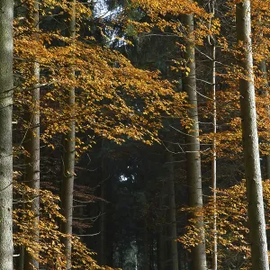 Colourful autumn forest in Bavaria Colourful autumn forest in Bavaria