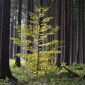 Colourful autumn forest in Bavaria Colourful autumn forest in Bavaria