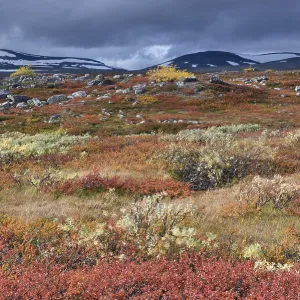 Colourful autumn landscape on the Saltfjellet