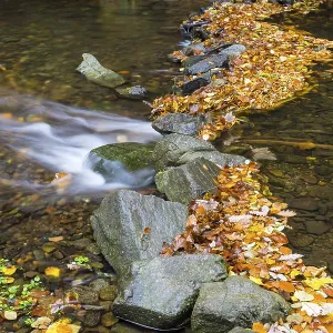 Colourful Autumn Leaves Print, Rabenau, Saxony, Germany Colourful Autumn Leaves Print, Rabenau, Saxony, Germany