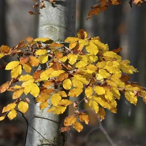 Colourful beech branch in autumn forest Colourful beech branch in autumn forest