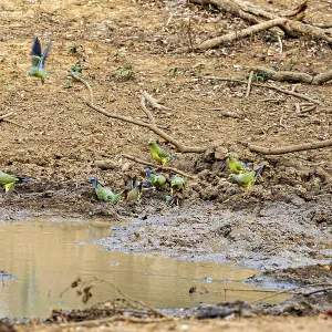 Several colourful birds gather around a waterhole in a dry Several colourful birds gather around a waterhole in a dry