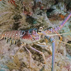 A colourful Caribbean spiny crayfish (Panulirus argus) between corals on the seabed