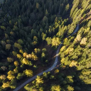 Colourful coniferous forests in autumn