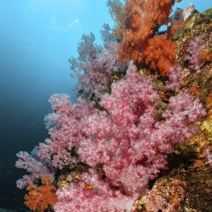 Colourful coral block with colourful soft corals (Dendronephthya) in a coral reef threatened by global warming Colourful coral block with colourful soft corals (Dendronephthya) in a coral reef threatened by global warming